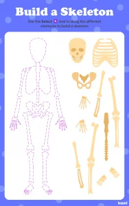 This is an image of classroom resource for a build-a-skeleton activity.