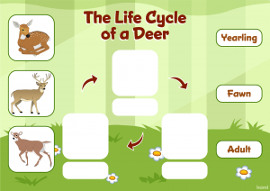 Deer Life Cycle