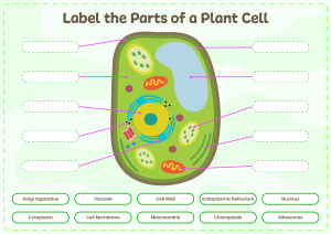 Interactive Parts of a Plant Cell