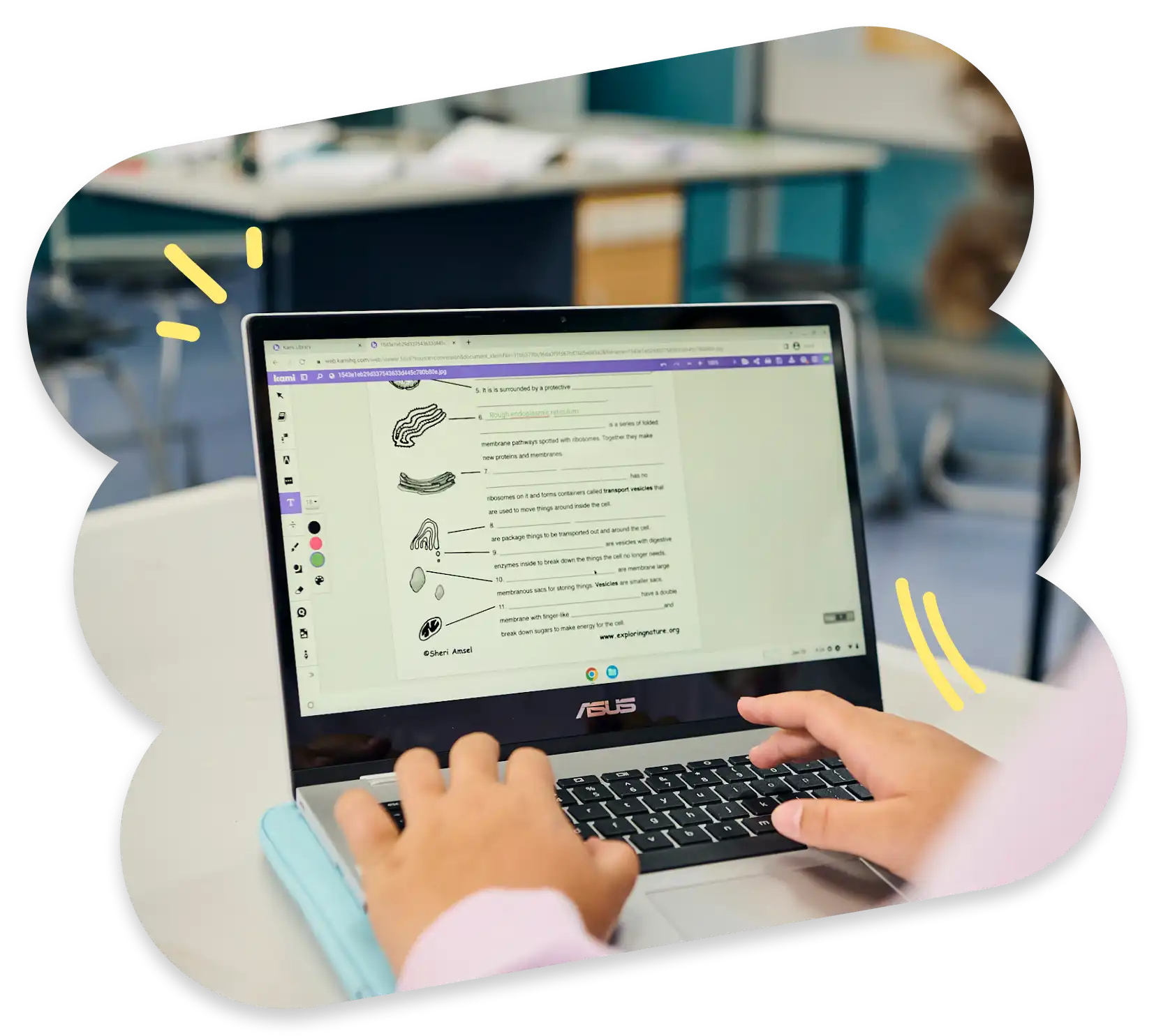 Student annotates a biology worksheet on a laptop during a classroom digital assignment activity